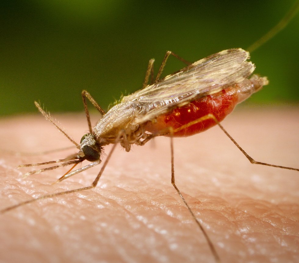 Posso contrarre la malaria durante un safari in Kenya?