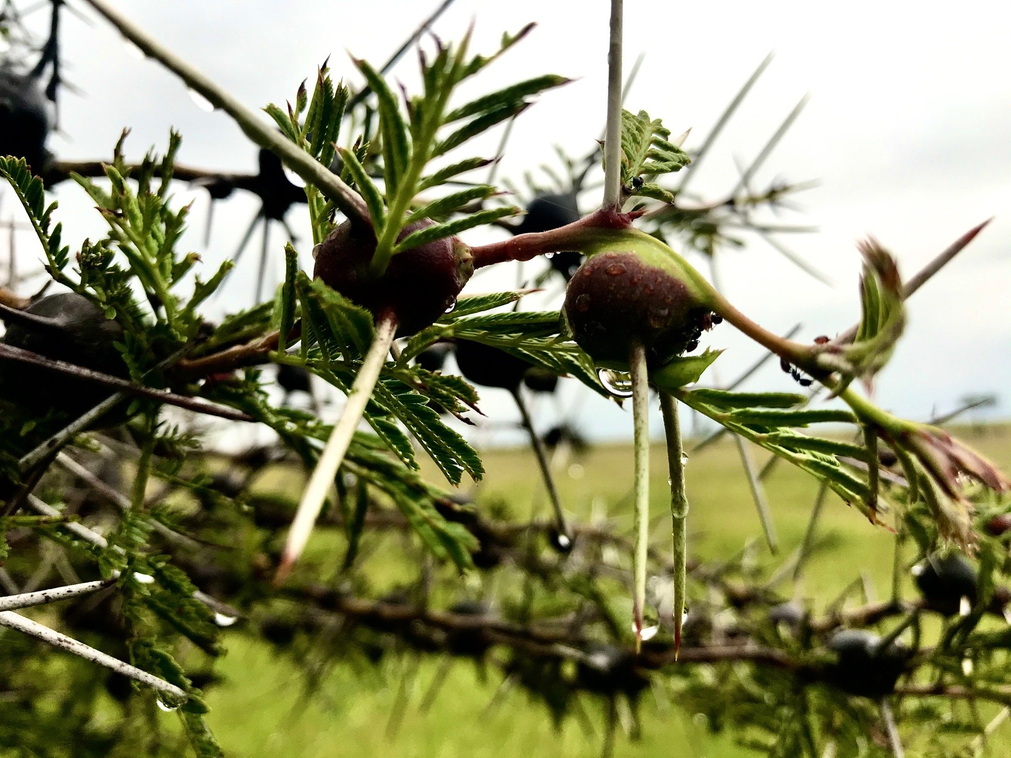 La complessa simbiosi tra le formiche e l’acacia fischiante