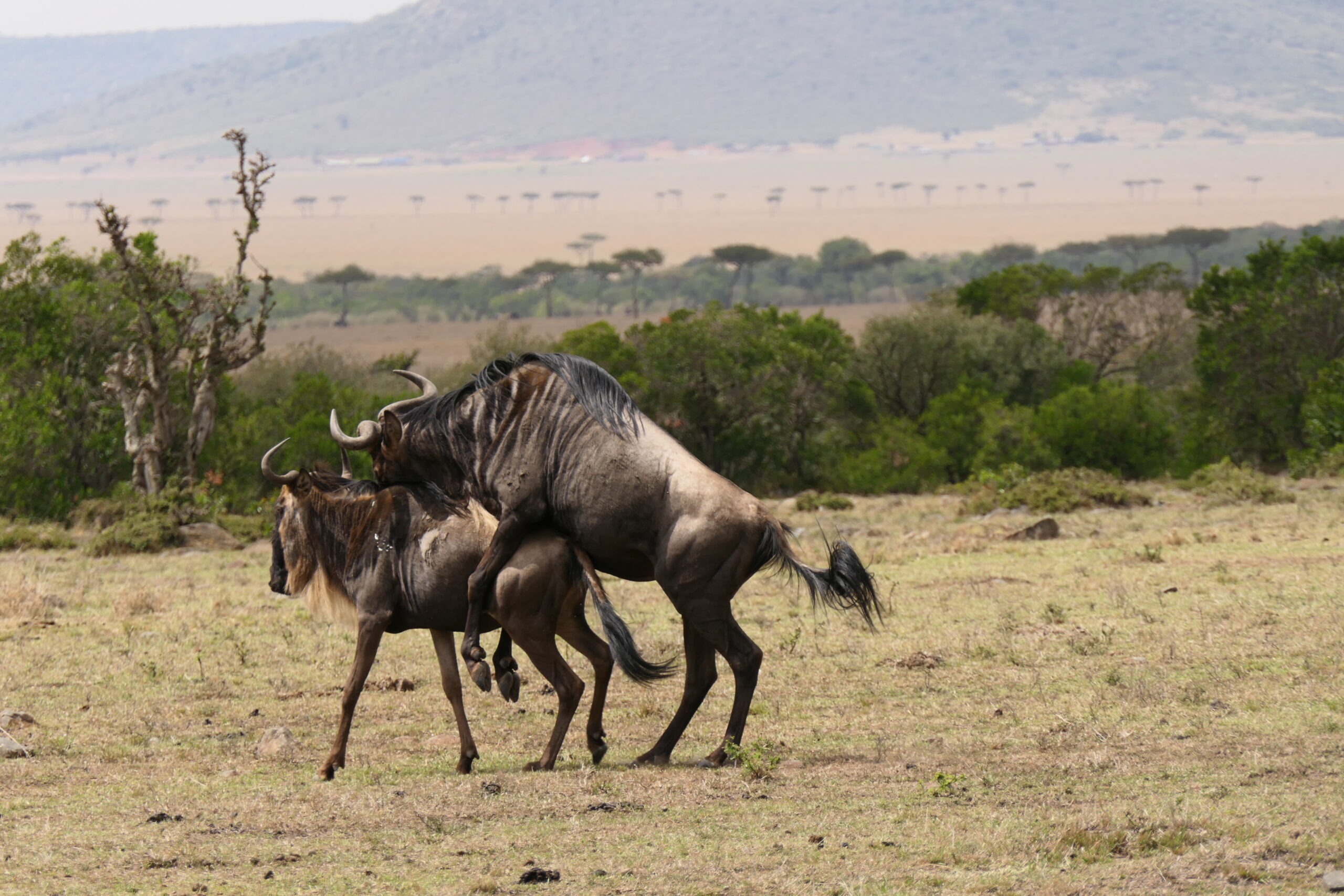 Perchè ci sono così tanti gnu al Masai Mara?