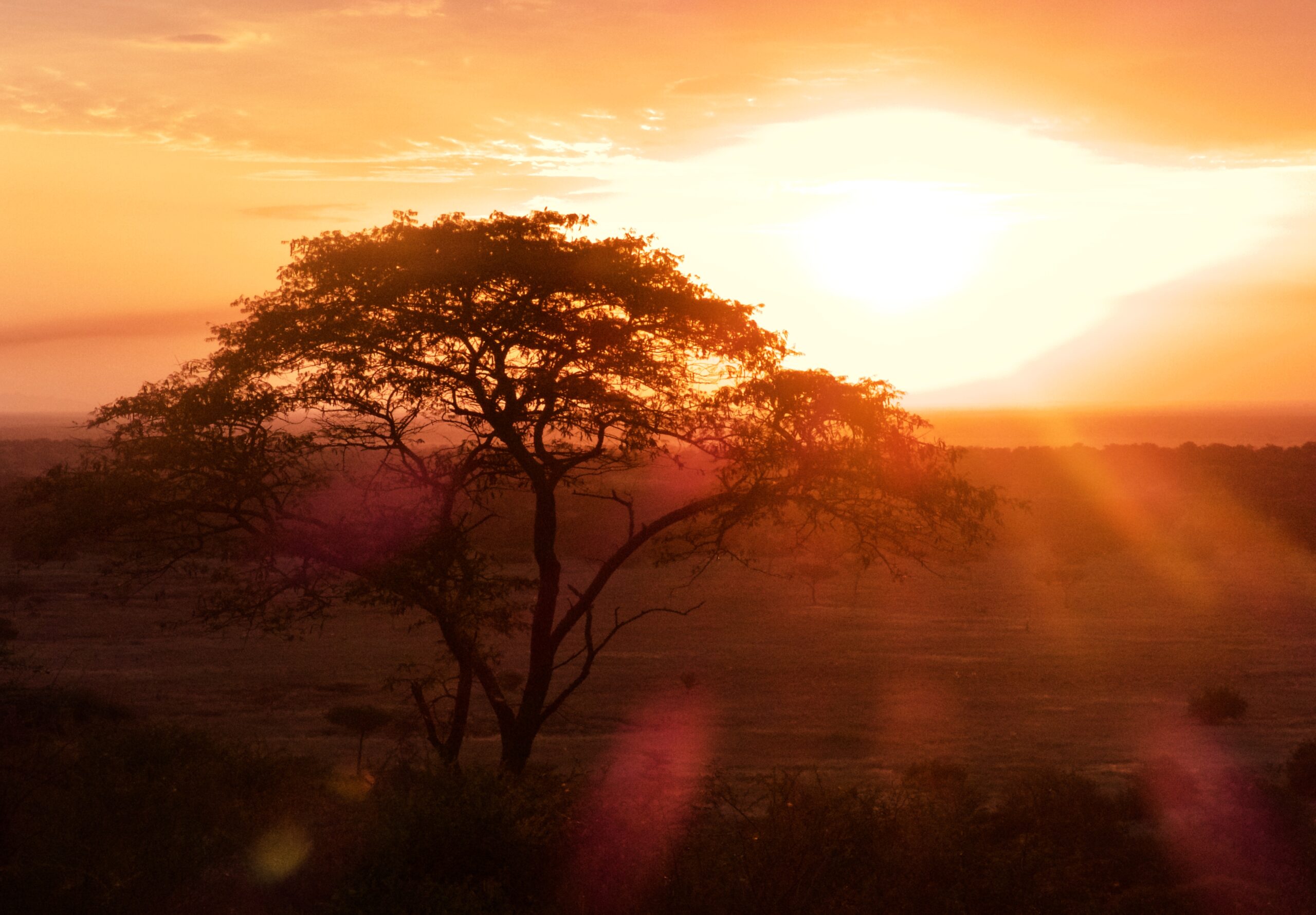 I sensi segreti delle piante africane – parte 2