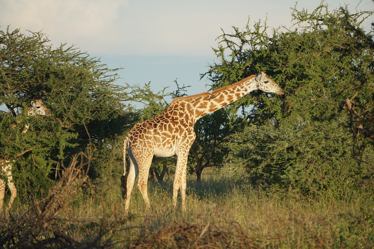 I sensi segreti delle piante africane
