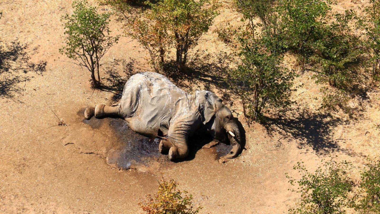 Il mistero degli elefanti morti in Botswana