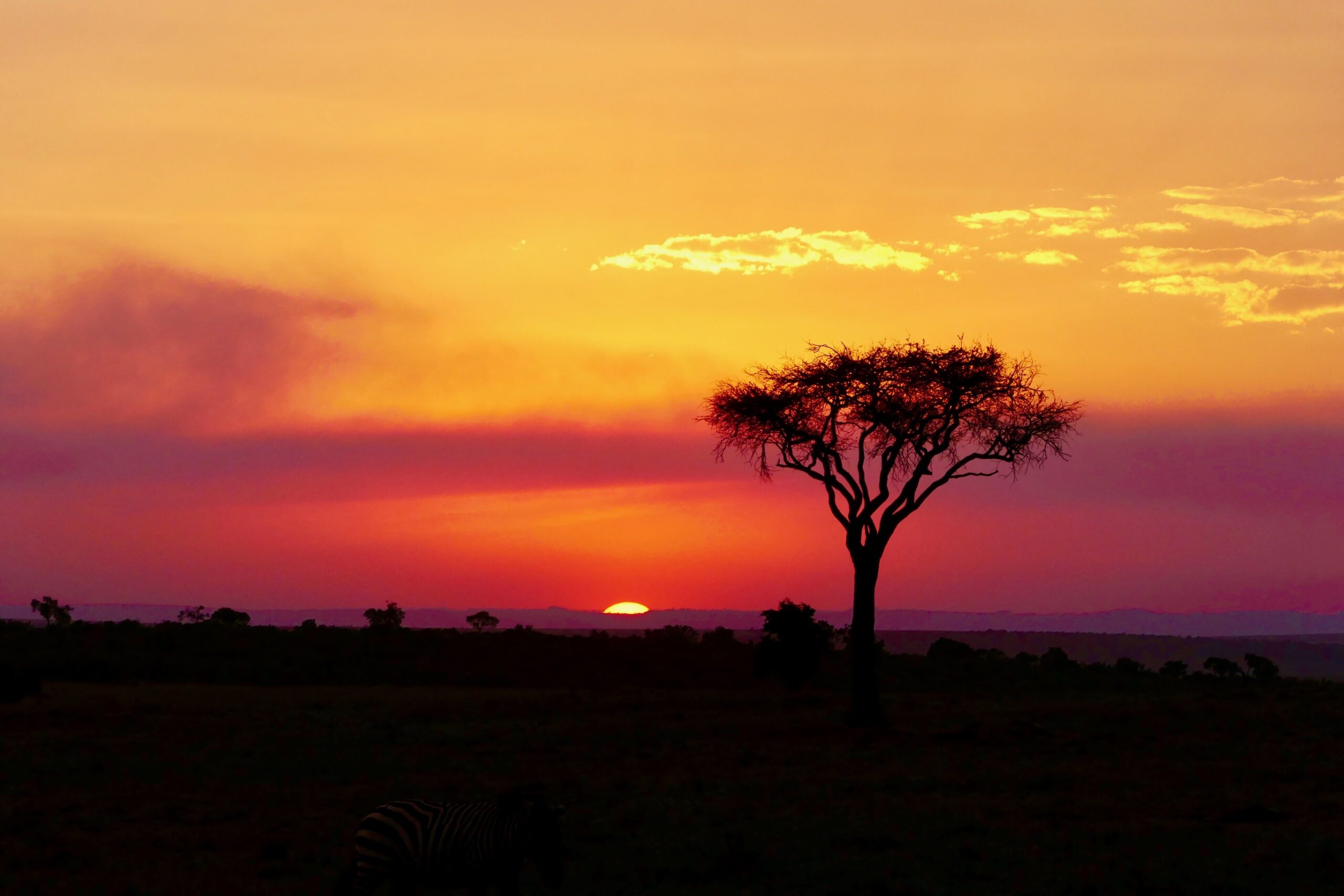 Sai perché gli alberi in savana hanno la chioma piatta?