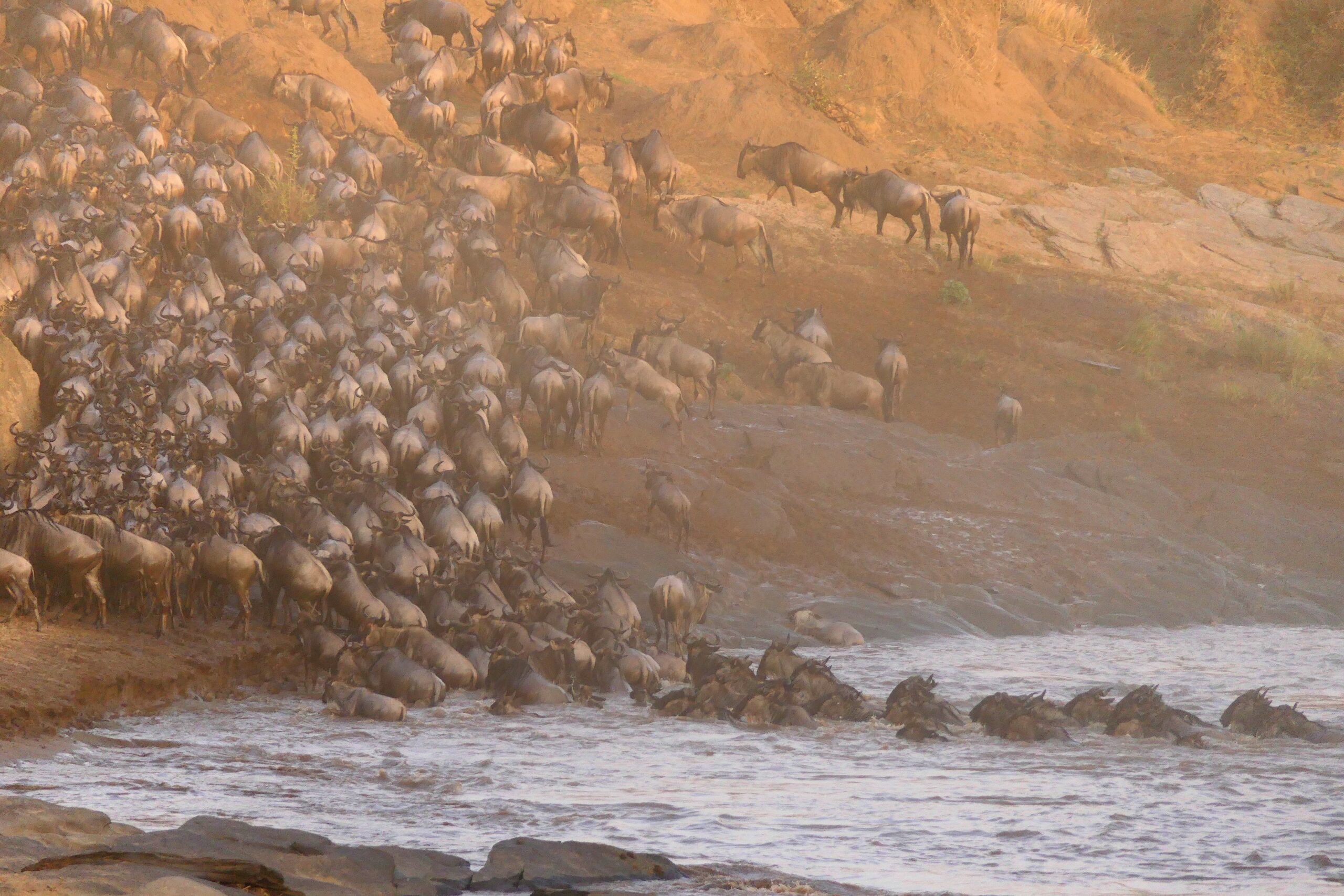 Attraversamento fiume Mara Migrazione Kenya Attraversamento fiume Mara Migrazione Kenya